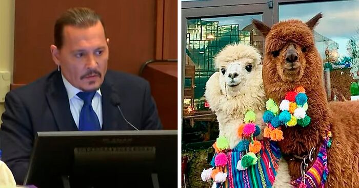 Johnny Depp’s Fan Brought Two Emotional Support Alpacas Outside The Court To “Brighten His Day”