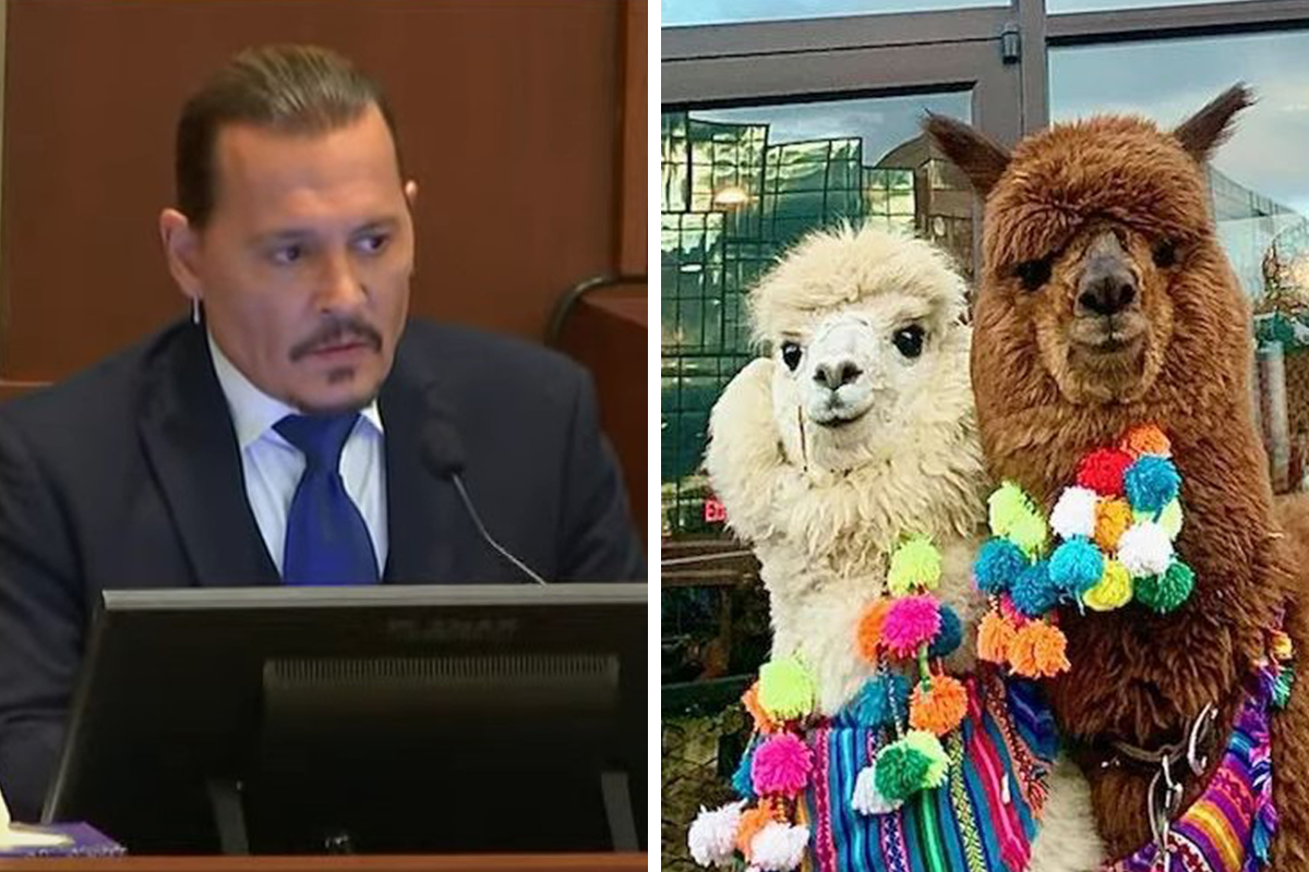 Fãs de Johnny Depp levam alpacas para tribunal de julgamento