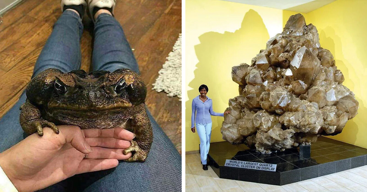 64 Times People Spotted 'Absolute Units' And Shared Them In This Online Community (New Pics) - Vimarsana News
