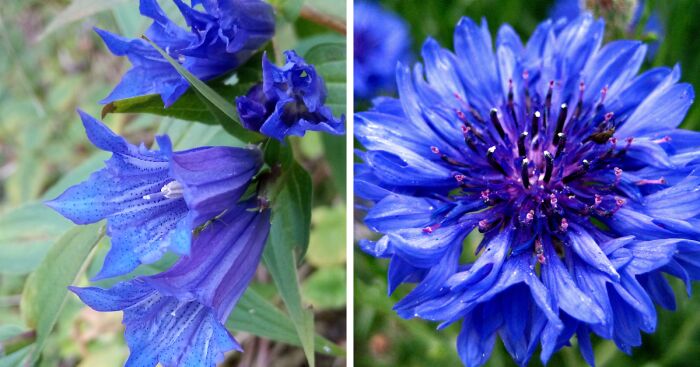 Hey Pandas, Post Some Flower Photos You’ve Taken (Closed)