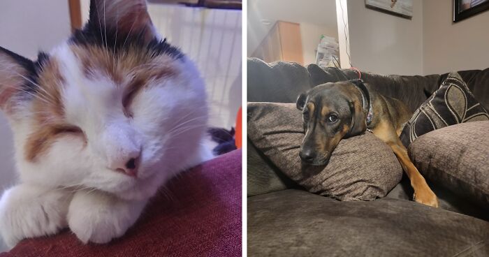 Hey Pandas! Share Some Pictures Of Your Special Needs Pets (Closed)