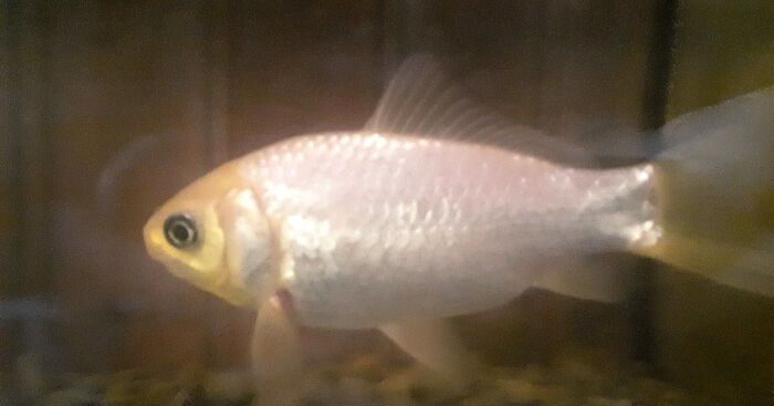 Hey Pandas, Post A Picture Of Your Senior Pet (Closed)