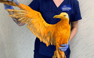 50 ‘Mental UK Headlines’ That Are 100% British