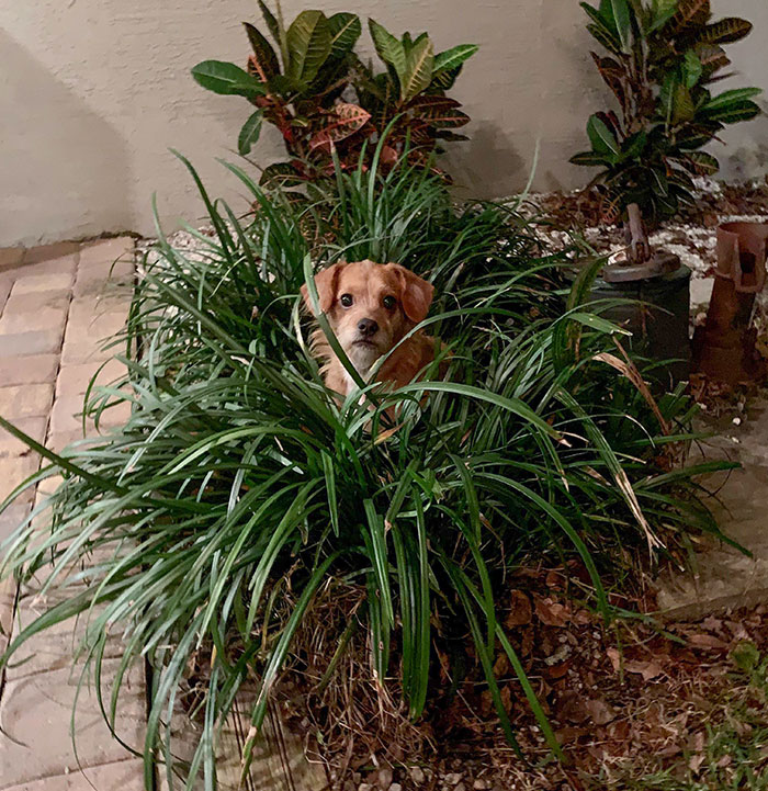 She Loves Hiding In Plain Sight In The Plants. I Didn’t Rescue Her, She Rescued Me