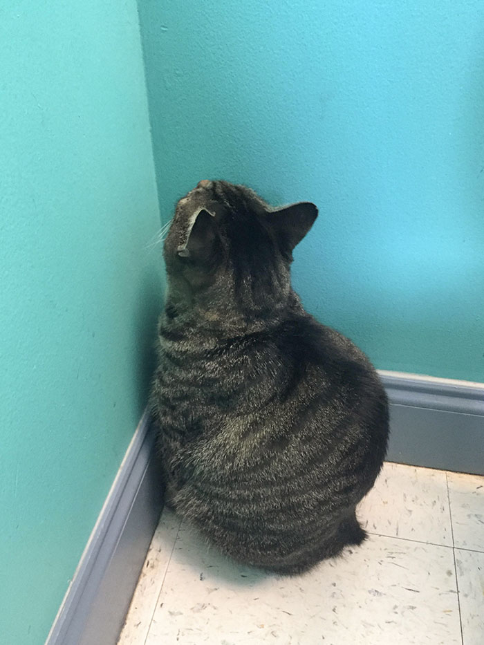 El intento de mi gato de esconderse del veterinario