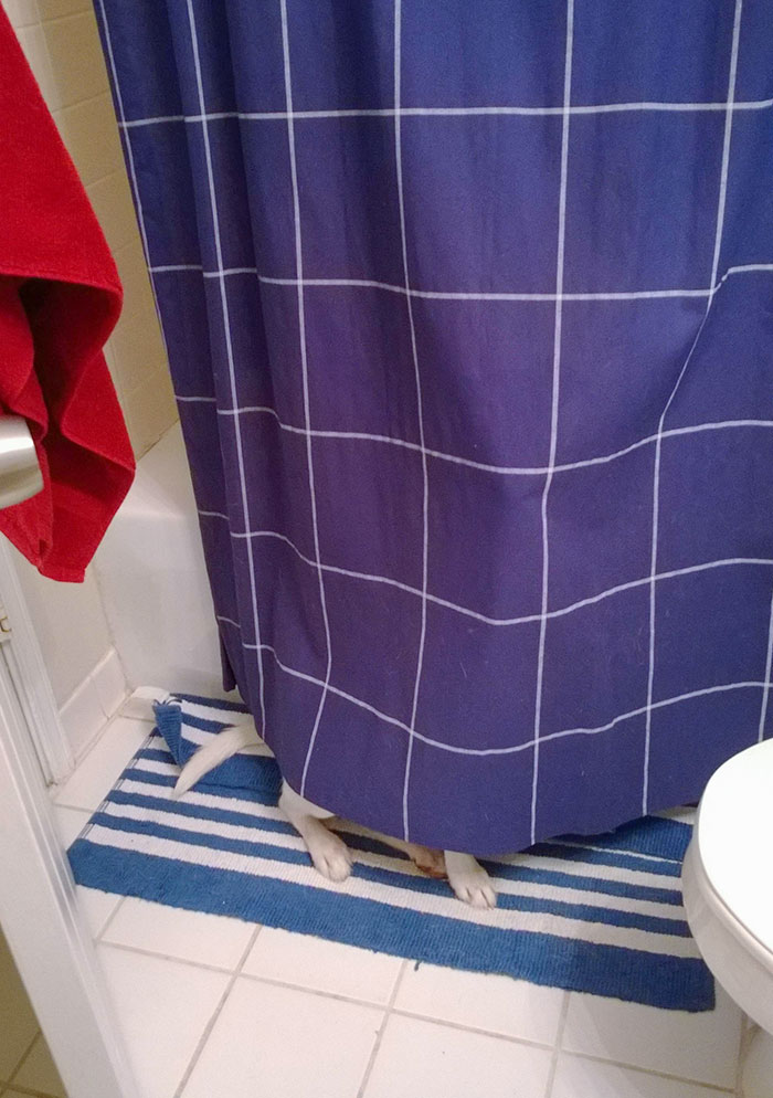 After Finding A Destroyed Dish Towel In The Kitchen, I Found Him Trying To Hide Under His Invisibility Cloak