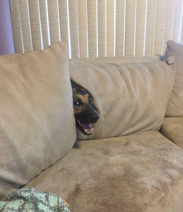 funny-pets-hiding-37-6246beb97e0e7__700-624d460b5afb9.jpg