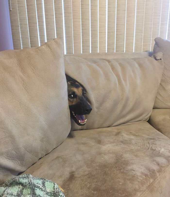 My Friend's Dog Is Terrible At Hide And Seek