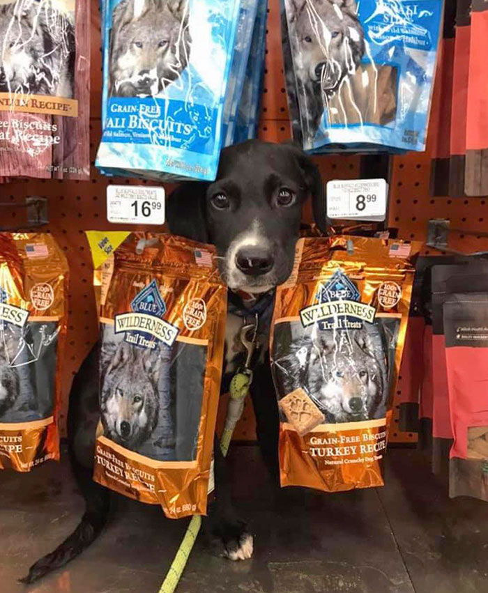 Just Some Packets Of Dog Food, Nothing To See Here