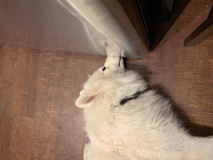 He Got In Trouble For Barking (We Live In An Apartment) So He Threw A Tantrum And Went To Hide Under The Fridge