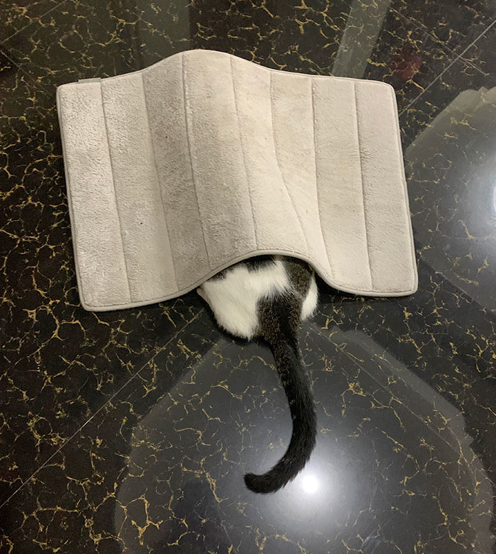 How Do I Tell My Cat That She’s Not Doing A Great Job At Hiding?