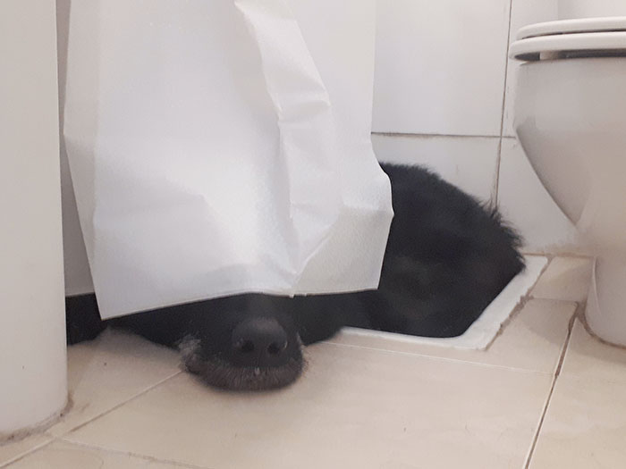 My Huge Senior Dog Is Afraid Of Fireworks, And It Is Well Known That The Shower (Where He Clearly Doesn't Fit) Is The Safest Place To Hide From Them