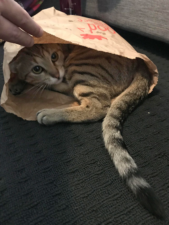 Found My Little Buddy Hiding In A Fast Food Bag