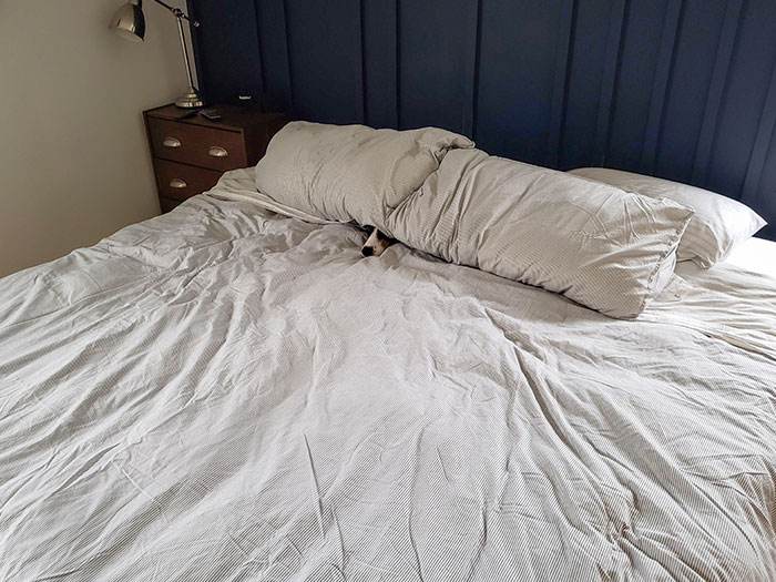 She Knows She Is Not Allowed On The Bed She Is Doing Her Best To Hide