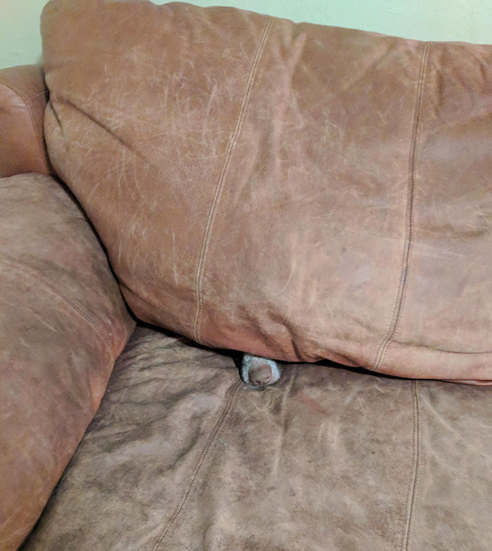 Google me ha recordado cómo mi perro se escondía en el sofá