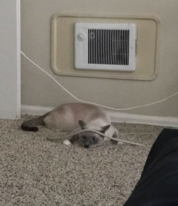 “No One Can See Me If I Hide Under This Cord.” - My Cat, Probably