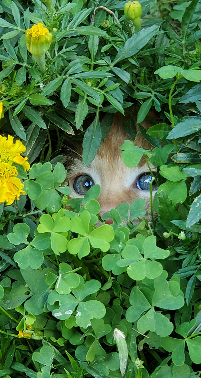 Little Kitten Hiding In The Bushes