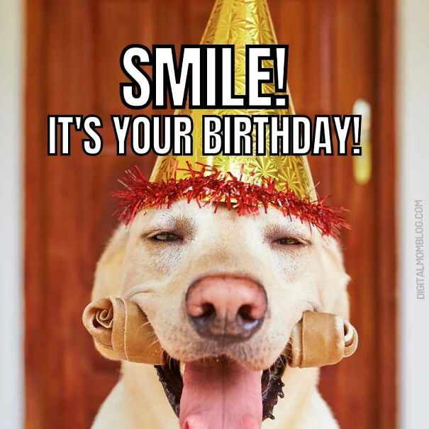 happy-birthday-meme-dog-lover-626d718254996.jpg