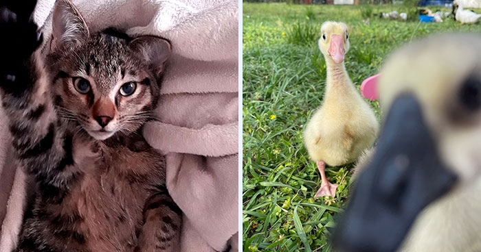 “Feeling Cute, Might Delete Later”: Animal Owners Of The Panda Community Shared Their 40 Pet Photos That Look Like Selfies