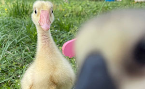 “Feeling Cute, Might Delete Later”: Animal Owners Of The Panda Community Shared Their 40 Pet Photos That Look Like Selfies