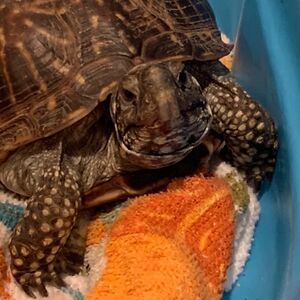 spreemarshall avatar