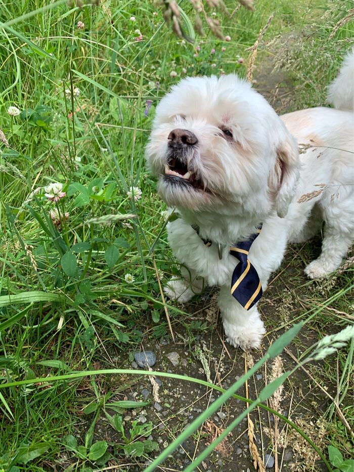 This Is Chewy The Lachon Enjoying Spring Grass (Lhasa Apso And Bichon Frise)