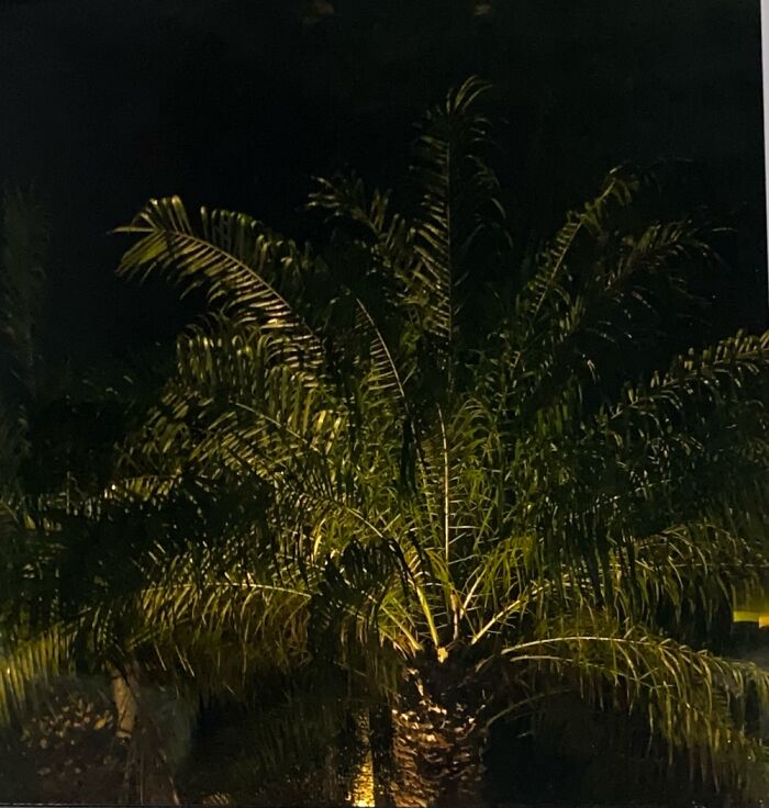 Palm Tree In The Rain.