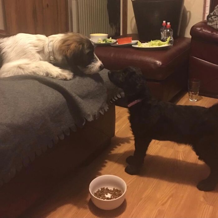 Florence ( Black Labradoodle) And Otis ( Cookie And Cream )the First Time They Met.