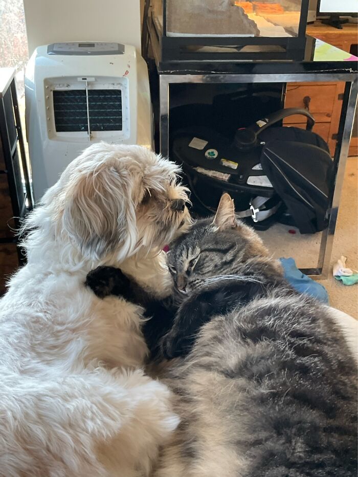 My Dog Worf, And Cat Steve. Always Snuggling
