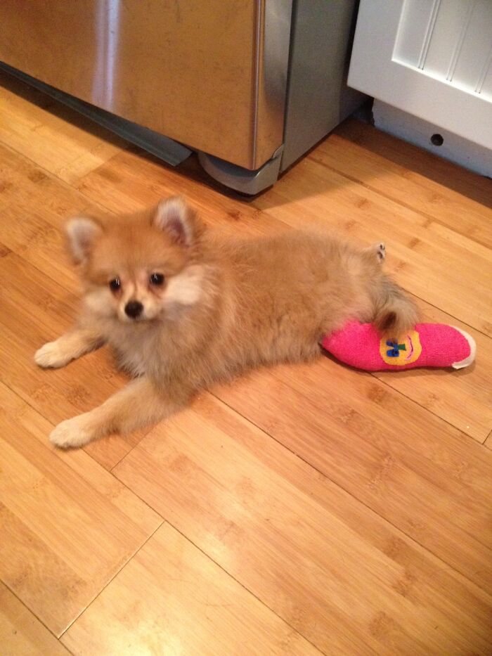 My Little Pom, Lucy After Breaking Her Back Leg When She Was Only 10 Weeks Old😩