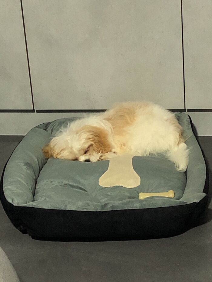 Five Months Old Lhasa Apso Sleeping On Her Bed