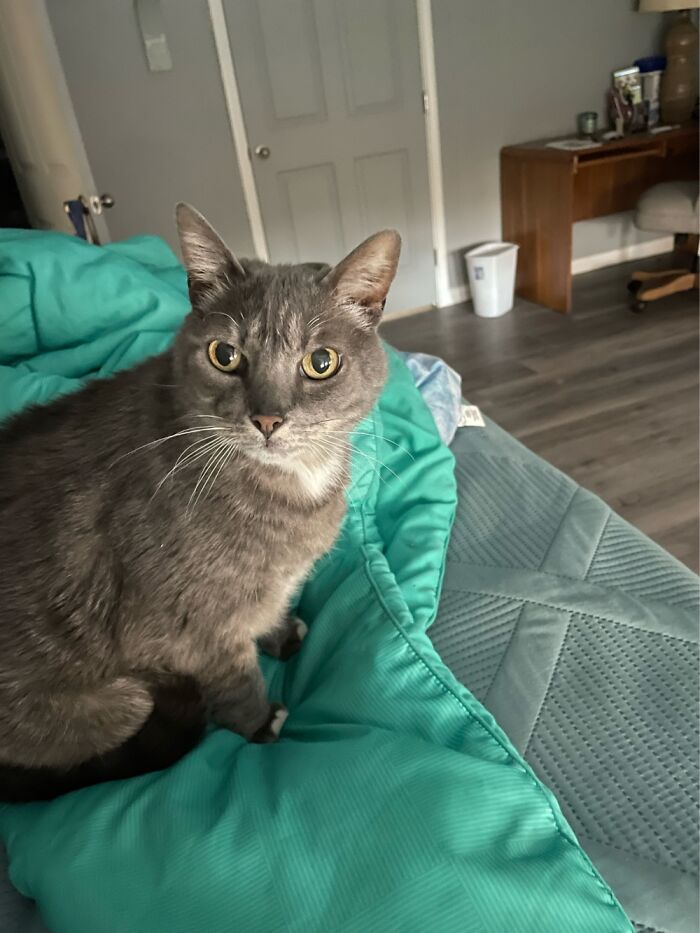 Mistletoe Is Staring Daggers At Me After I Dared Get Out Of Bed Before She Was Ready To.