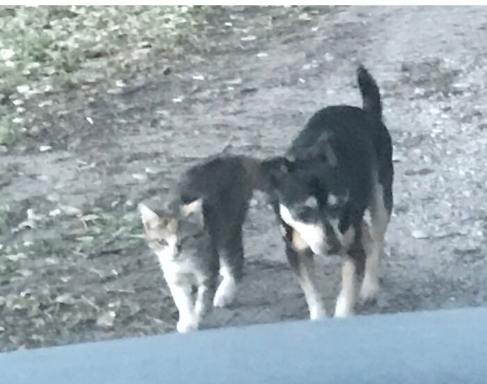 This Feral Cat Won’t Let Me Get Near But Sure Lives To Walk Everywhere With Scrappy.