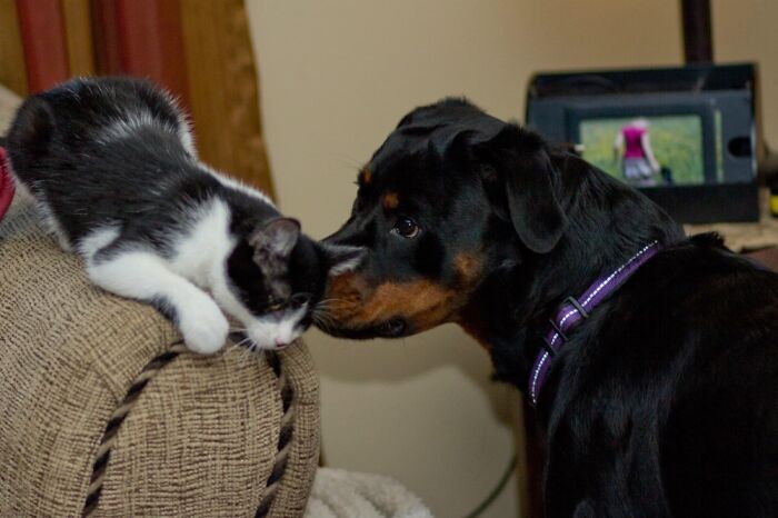 My Puppy And The Cat I Rescued.