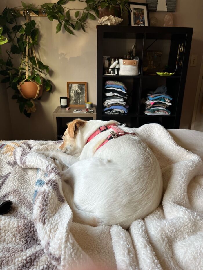 My Dog + My Houseplants + A Good Book.