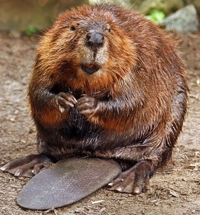 Beaver (Canada)