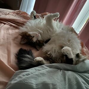 Kittiorigami Cat-Lover