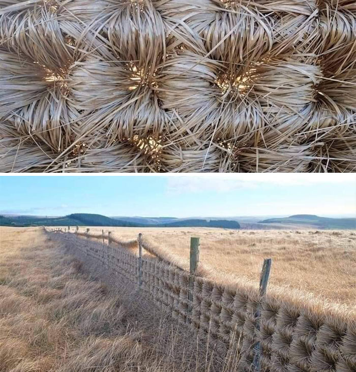 Shots To Show How The Wind Wove The Grass To Claim This Wire Fence