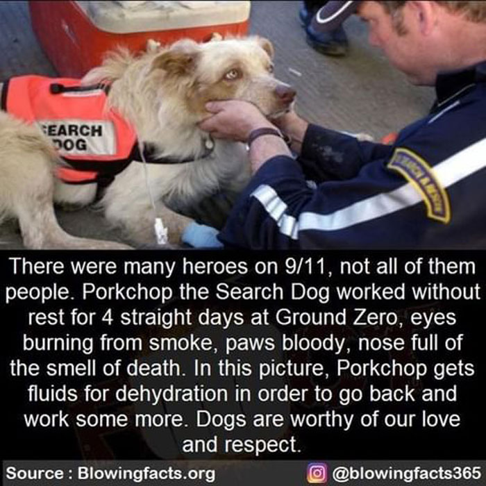 Porkchop The Search Dog