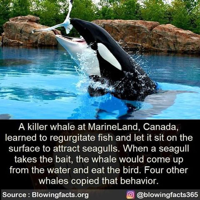A Killer Whale