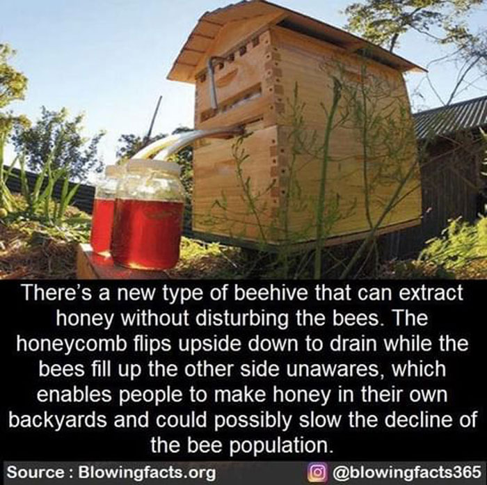 Beehive