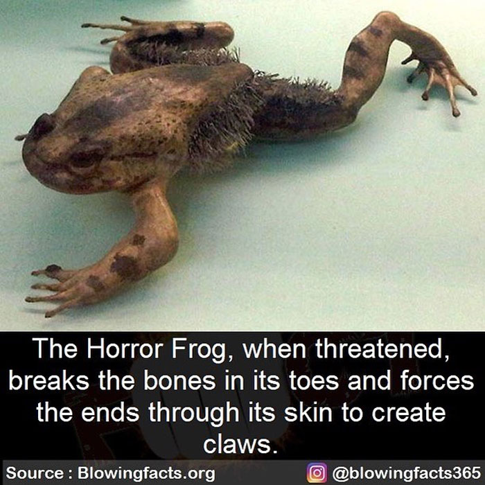 The Horror Frog