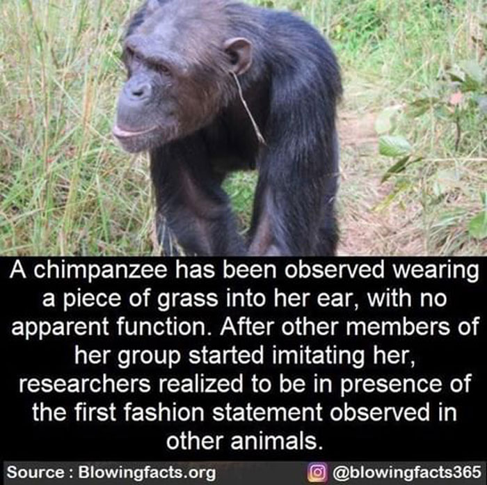 Fashion In Animals