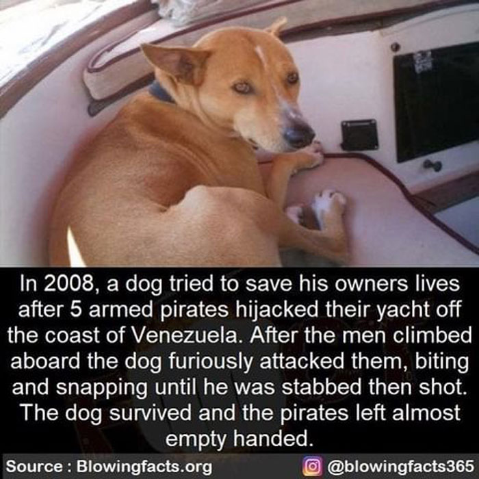 Hero Dog