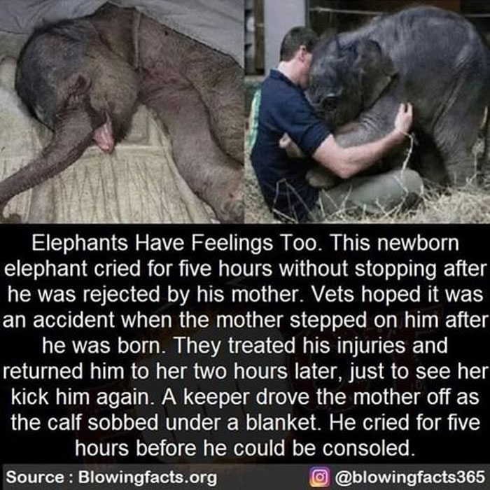 Elephants Have Feelings Too