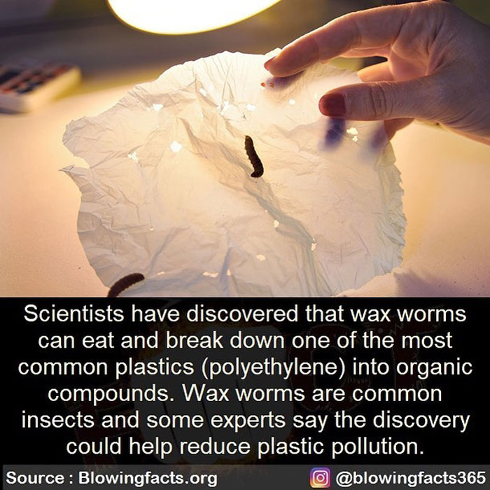Wax Worms And Plastic
