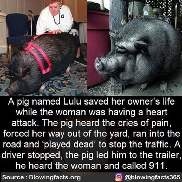 Hero Pig