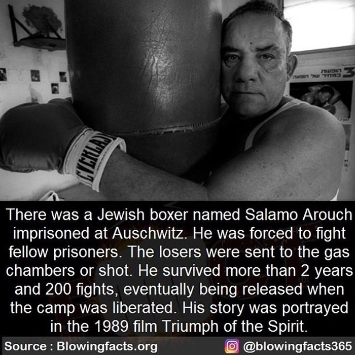 Jewish Boxer