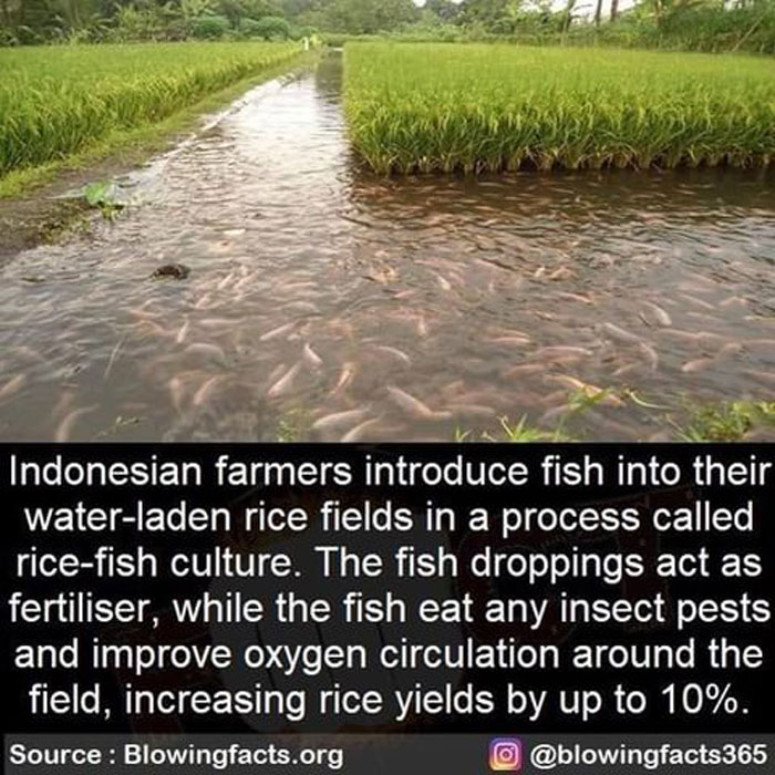 Rice-Fish Culture