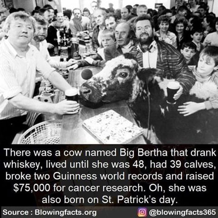 Whiskey Drinking Cow
